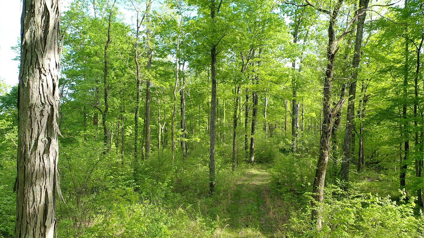 0 Mobley's Cut Road Columbia, TN 38401 - Photo 24 of 27 a view of a yard