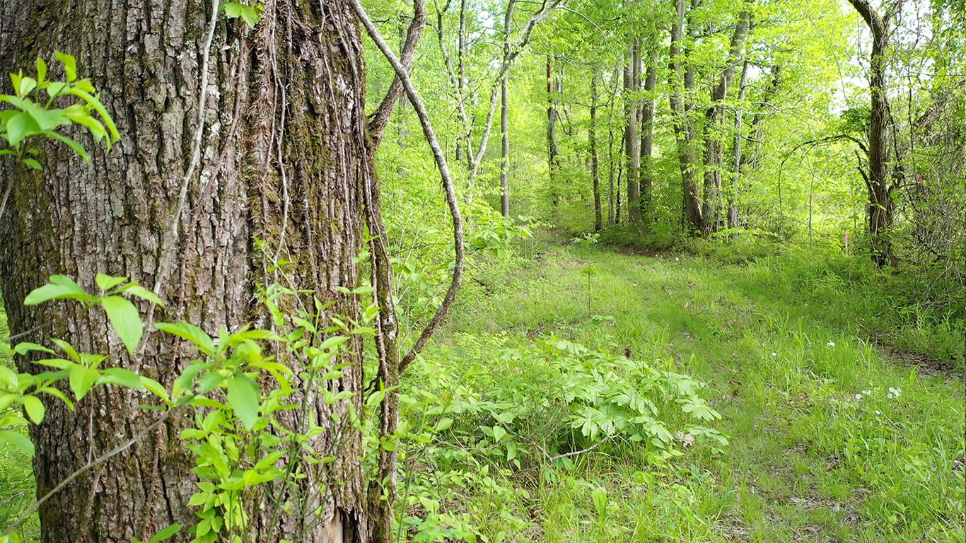 0 Mobley's Cut Road Columbia, TN 38401 - Photo 27 of 27 a view of yard with green space