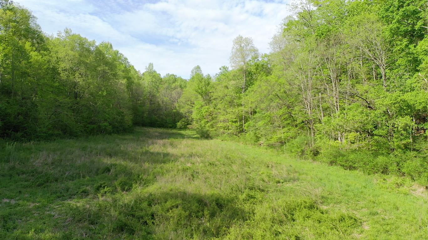 0 Mobley's Cut Road Columbia, TN 38401 - Photo 7 of 27 a view of a big yard with large trees