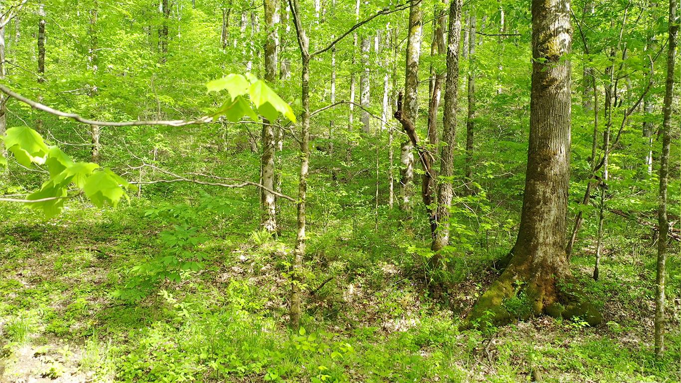 0 Mobley's Cut Road Columbia, TN 38401 - Photo 10 of 27 a view of a lush green space