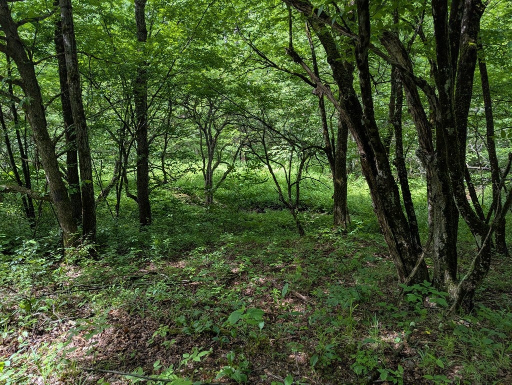 122 Raven Hill Road Roulette, PA 16746 - Photo 65 of 84 Gallery Image 65