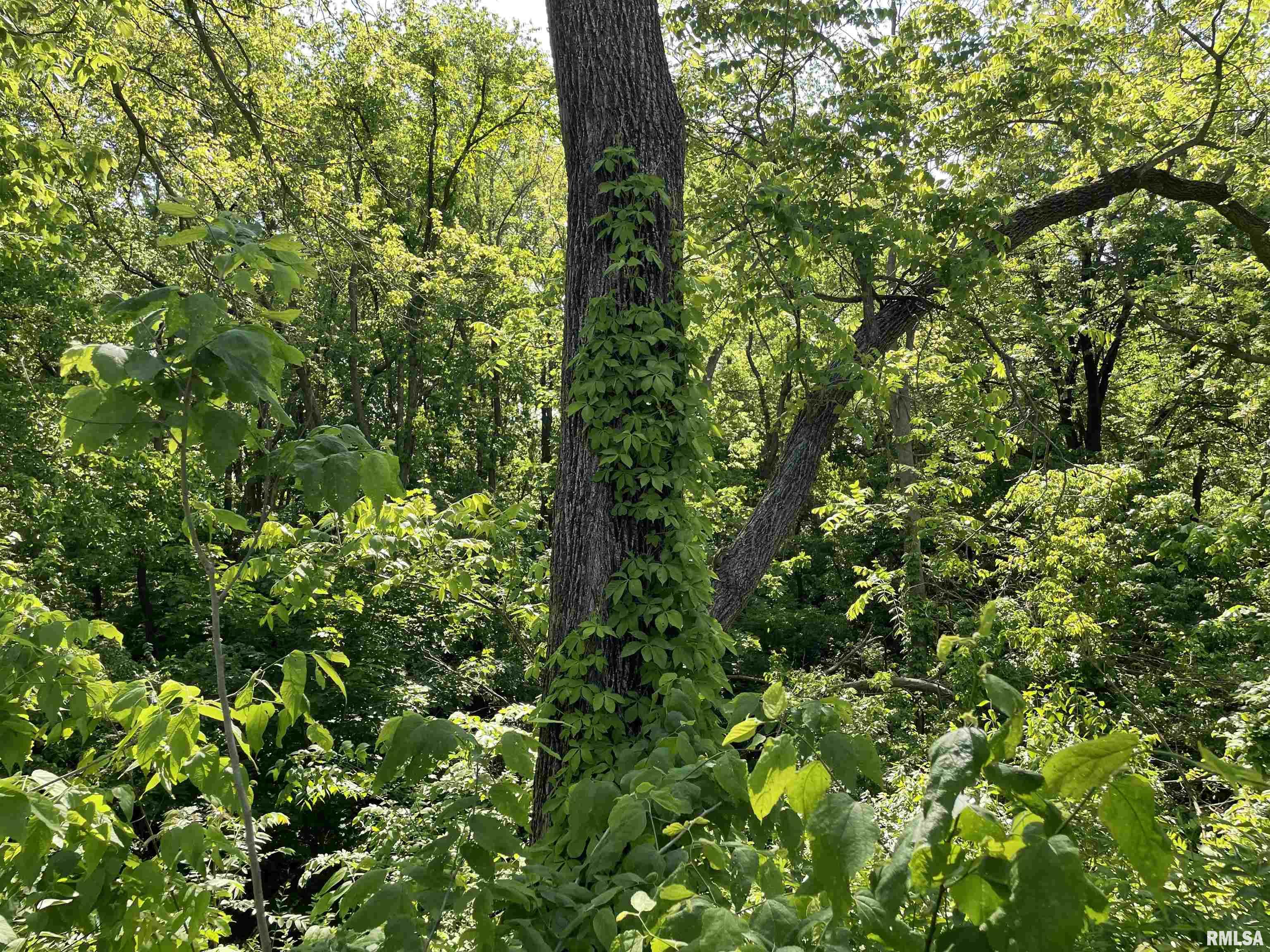 11207 22nd Street Milan, IL 61264 - Photo 8 of 17