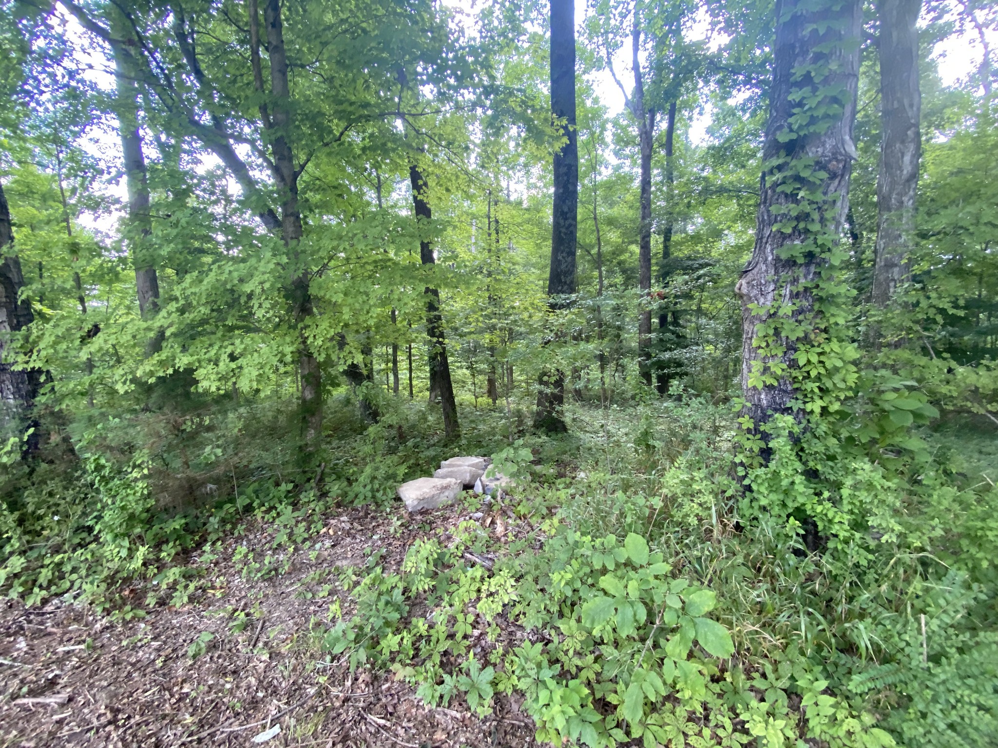 4908 Marion Road Cunningham, TN 37052 - Photo 5 of 27 a backyard of a house with lots of green space
