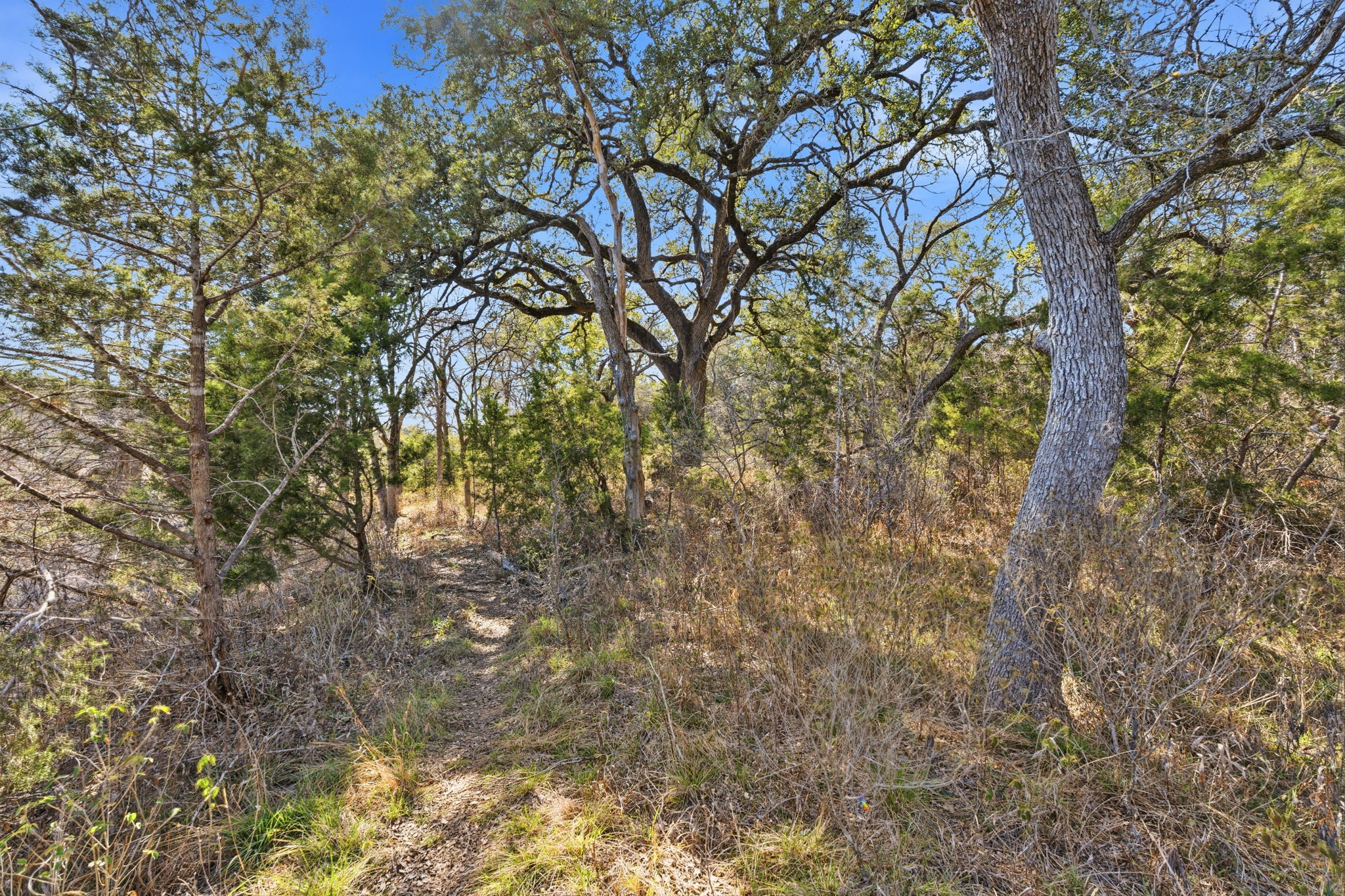 1081 Clark Cove Road Buda, TX 78610 - Photo 21 of 29 View of undeveloped land