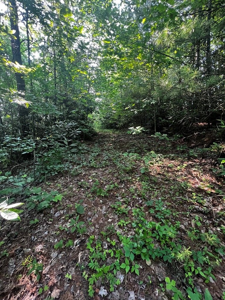 0 Raven Branch Road Del Rio, TN 37727 - Photo 13 of 29