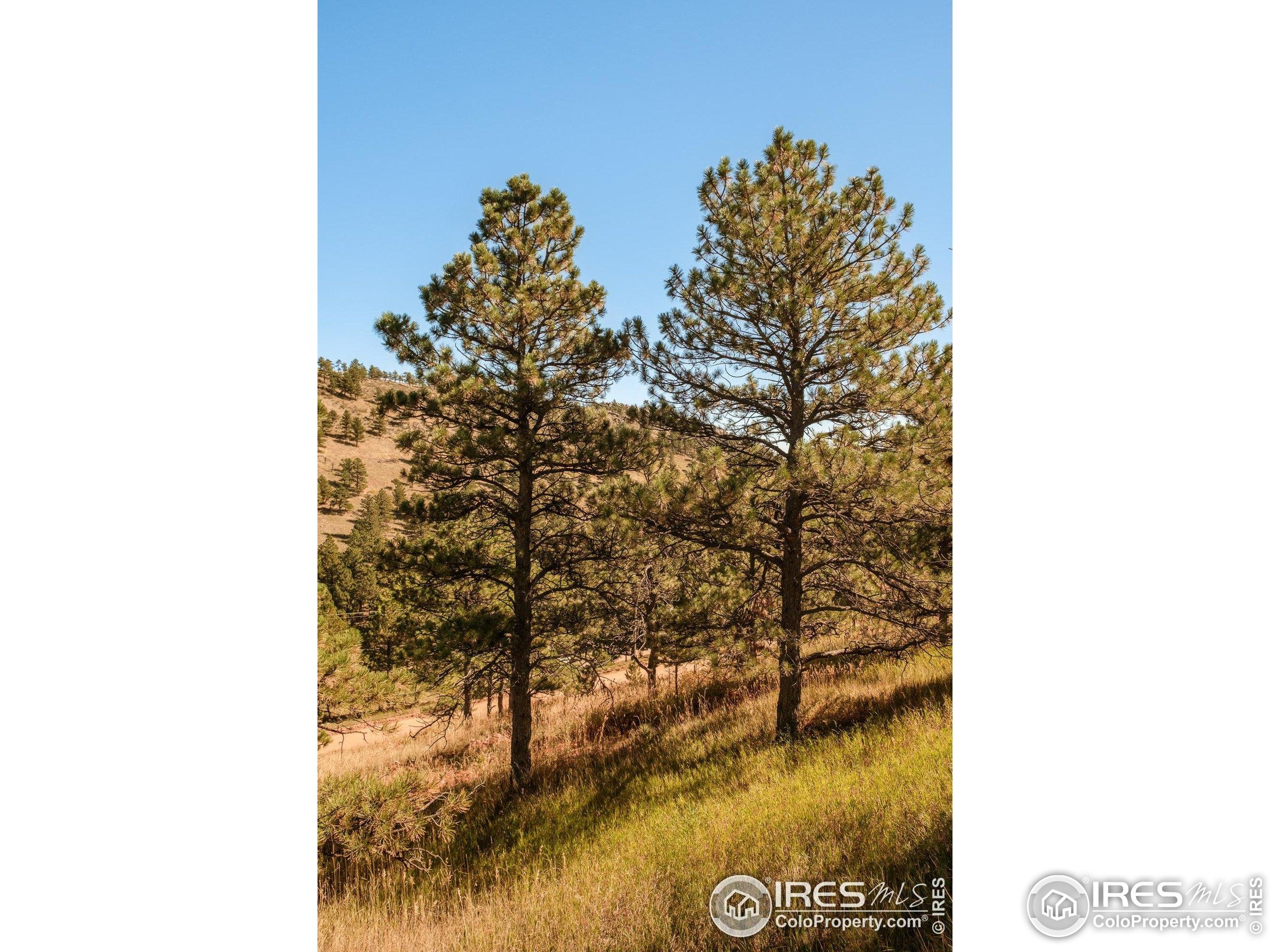 6365 Red Hill Road Boulder, CO 80302 - Photo 3 of 17 a picture of a room