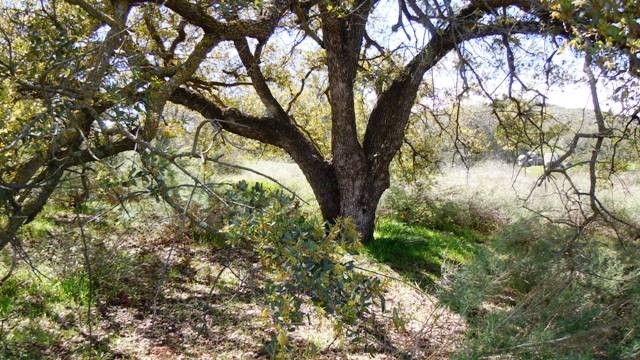 25008 Oakana Road Ramona, CA 92065 - Photo 25 of 25 Gallery Image 25