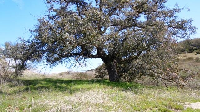 25008 Oakana Road Ramona, CA 92065 - Photo 9 of 25 Gallery Image 9