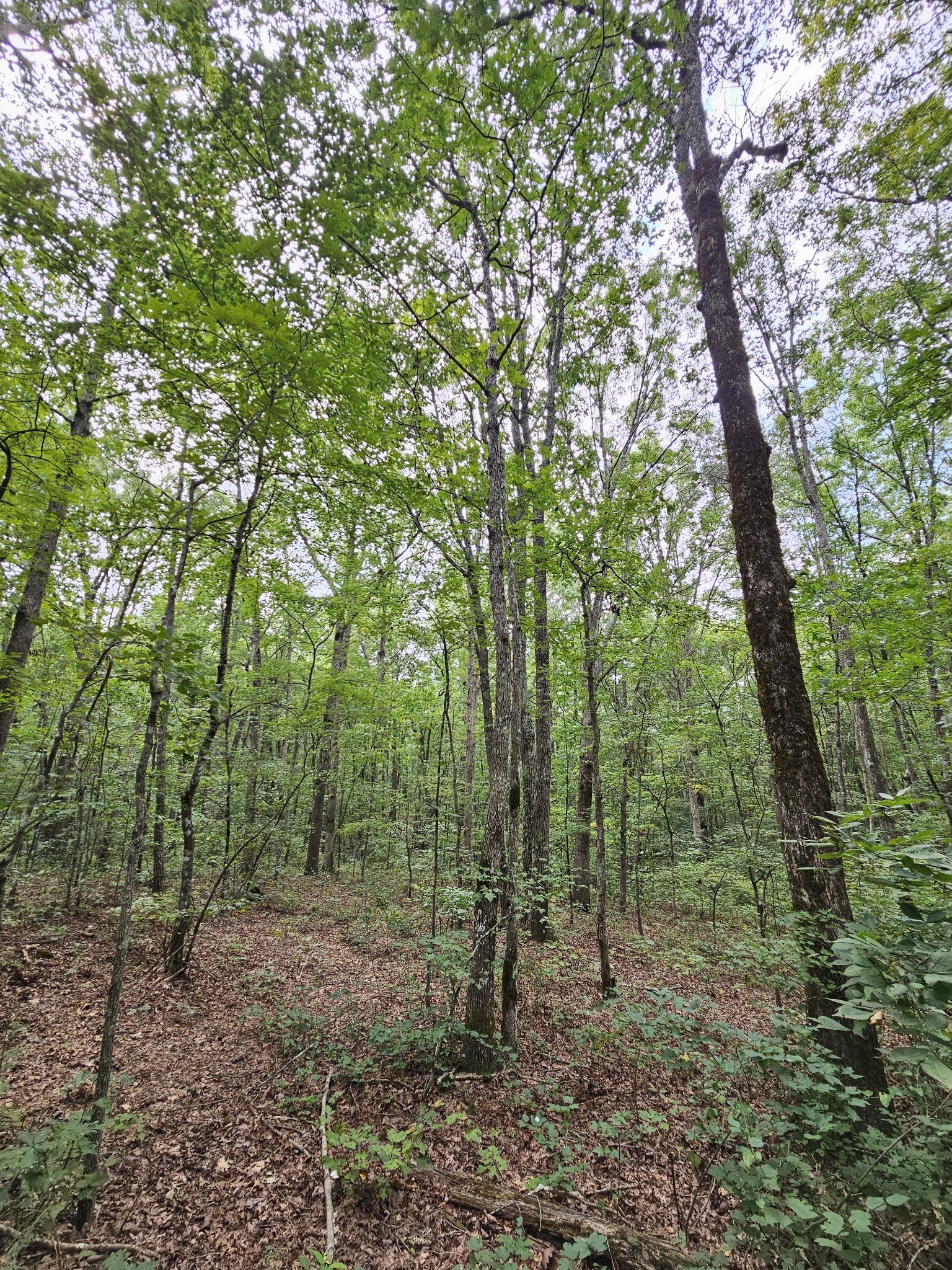 20 North Campbell Road Altamont, TN 37301 - Photo 3 of 34 a view of a forest with trees in the background