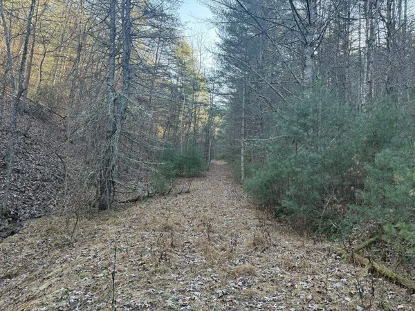 a view of a forest with trees in the background
