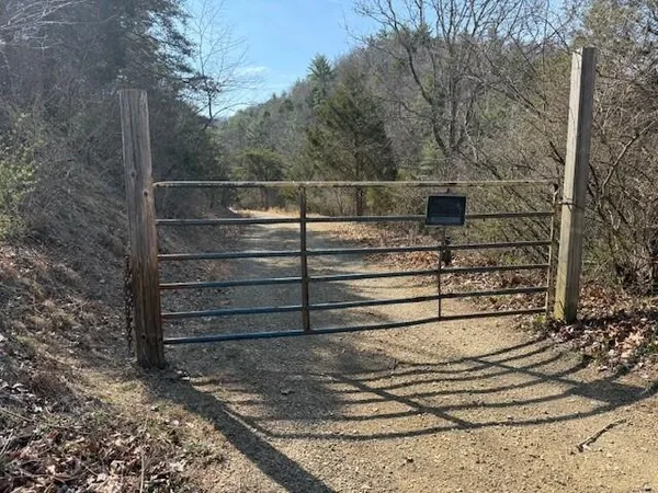 a view of a forest with trees