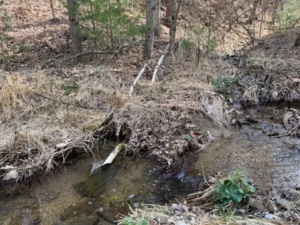 a view of a tree in a yard