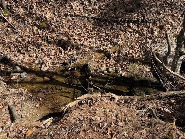 a view of a forest with trees in the background