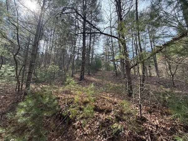 a view of a forest filled with trees