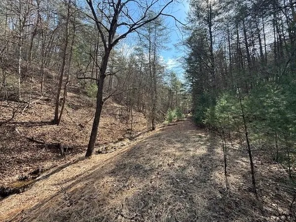 a view of a forest with trees