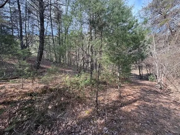 a view of a forest with trees in back