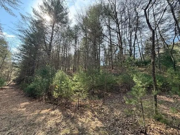 a view of a yard with trees