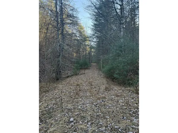 a view of a forest filled with trees