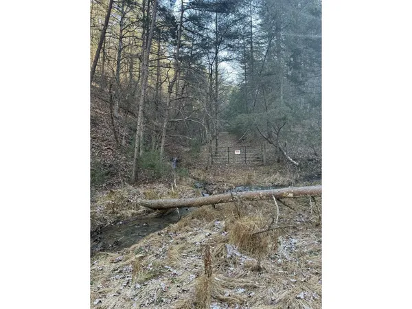 a view of park with large trees