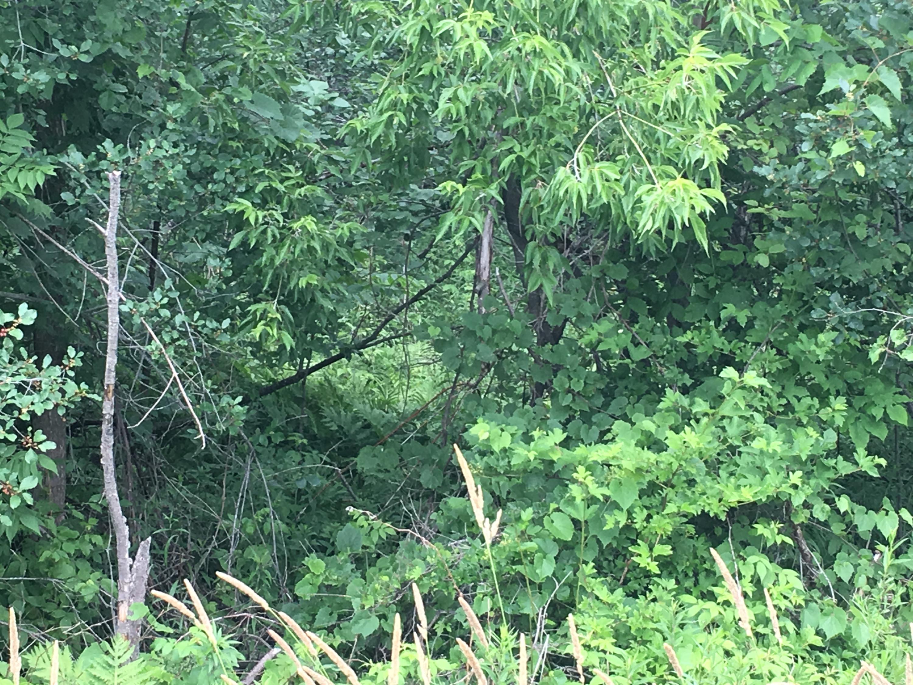 0 Exeter Road Corinna, ME 04928 - Photo 2 of 4 IMG_2148