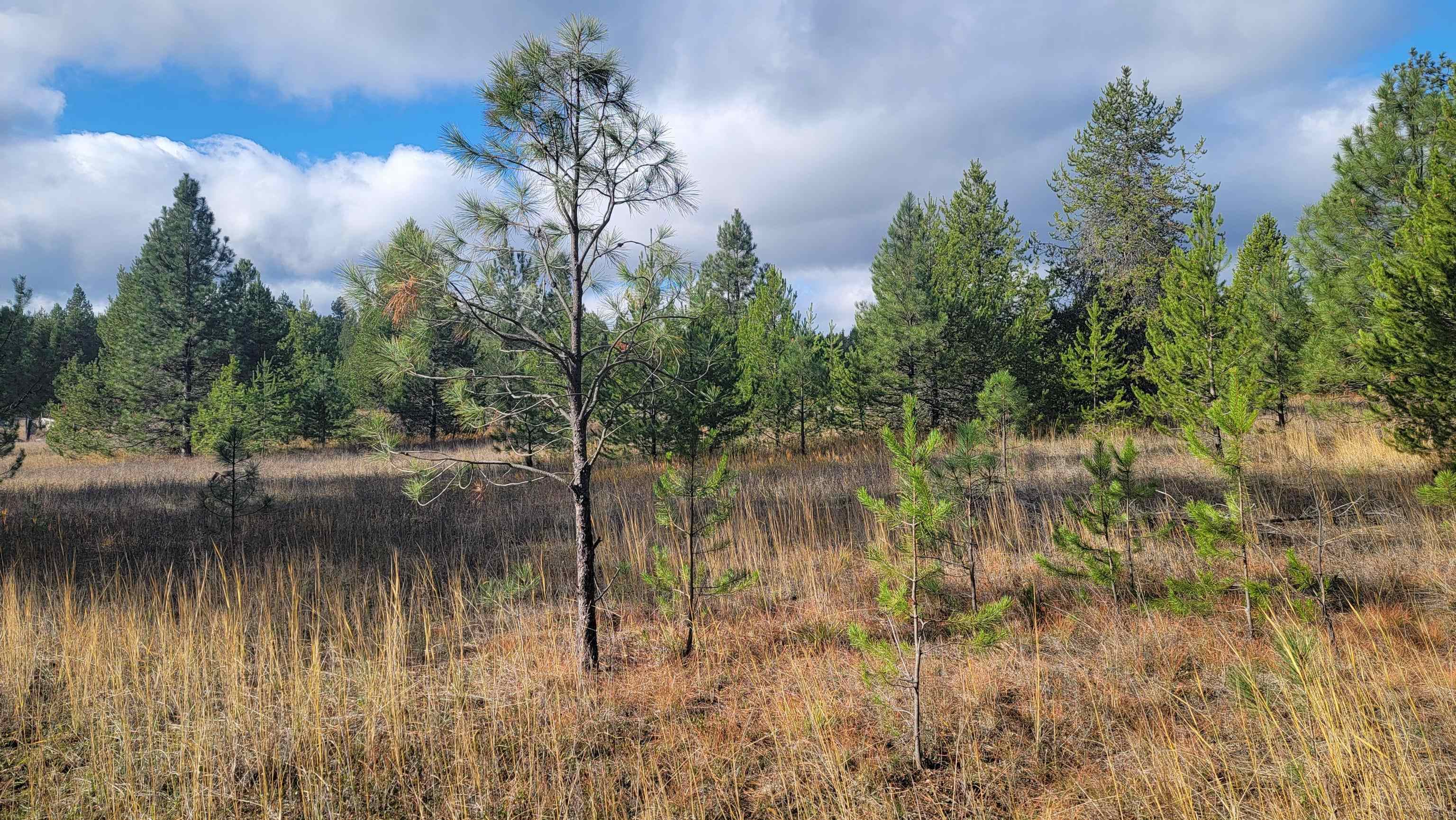 652 Jorgens Road Newport, WA 99156 - Photo 12 of 26