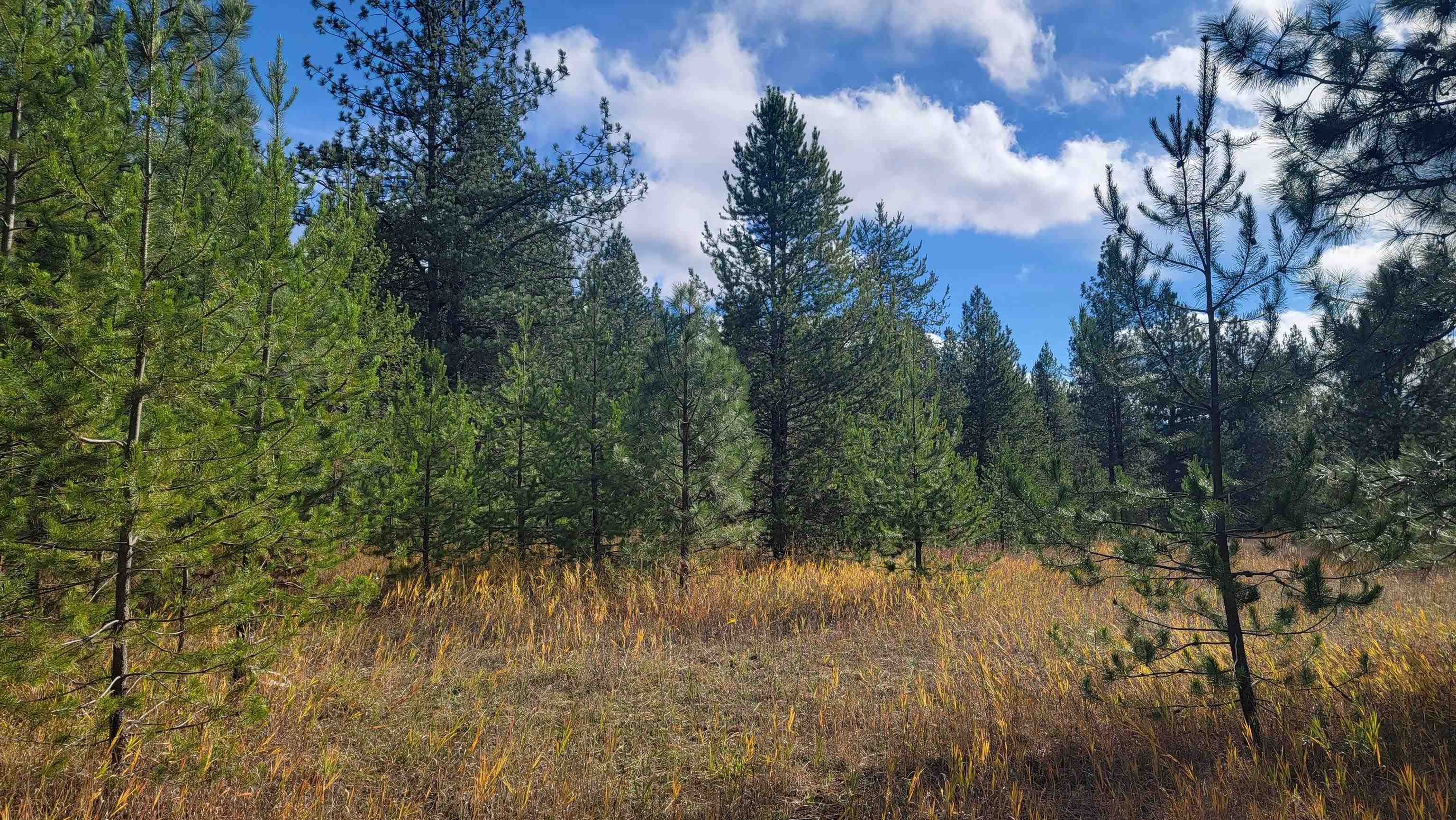 652 Jorgens Road Newport, WA 99156 - Photo 13 of 26