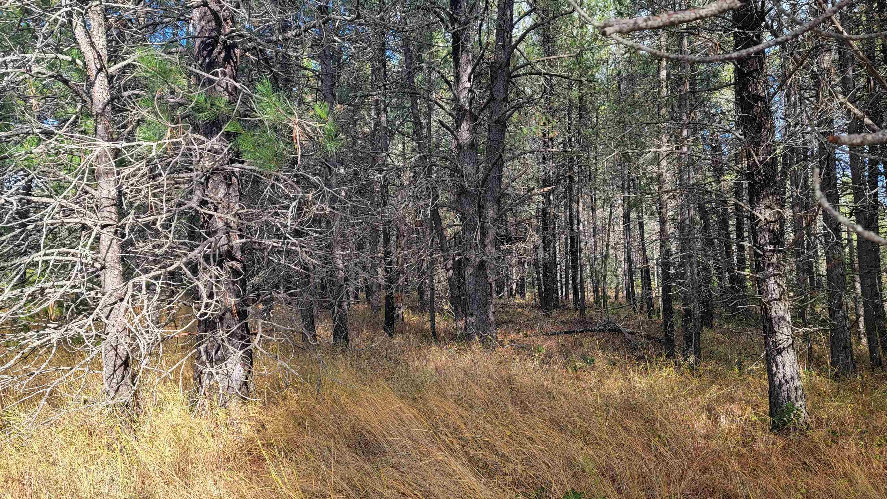 652 Jorgens Road Newport, WA 99156 - Photo 14 of 26