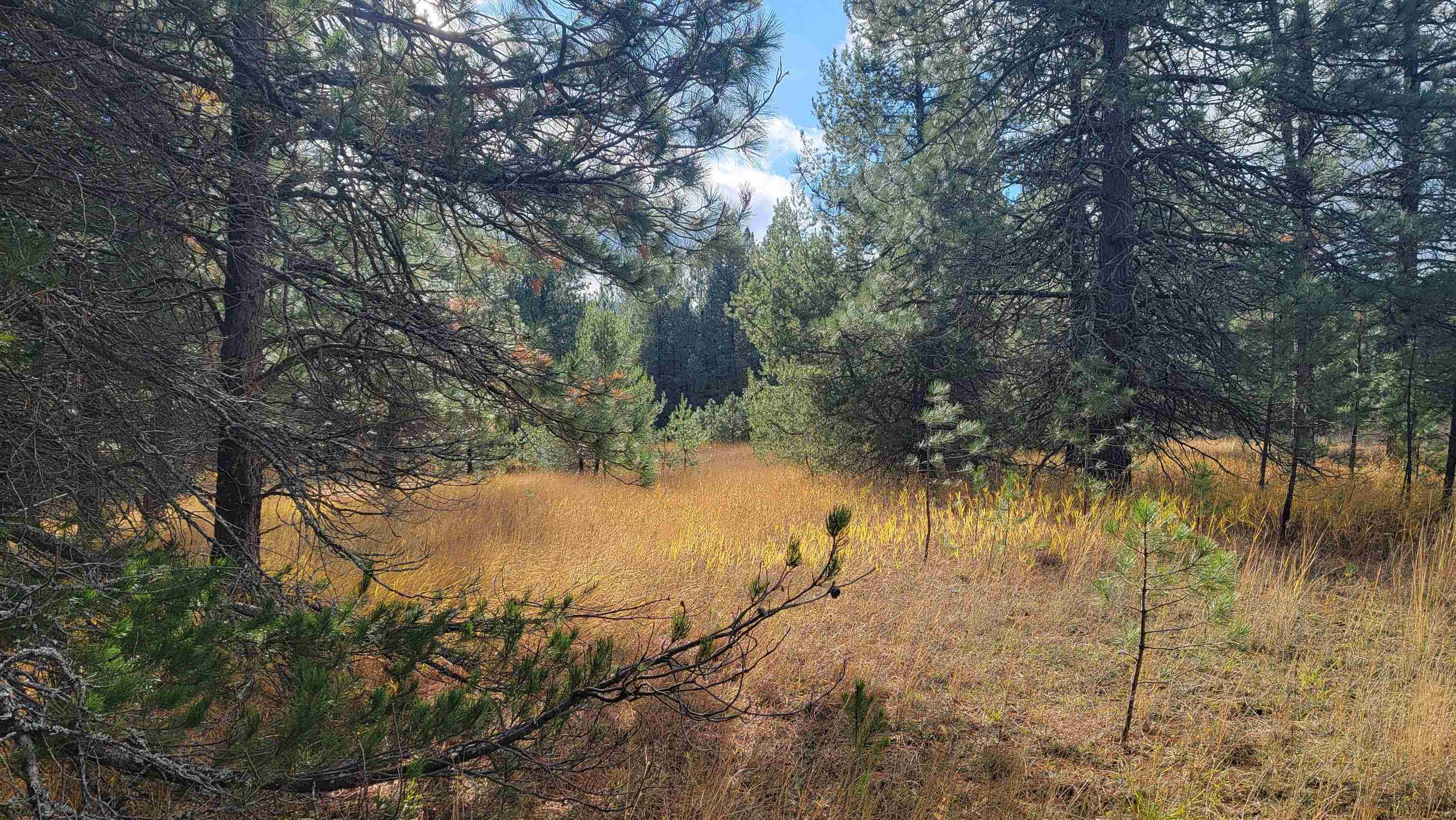 652 Jorgens Road Newport, WA 99156 - Photo 16 of 26