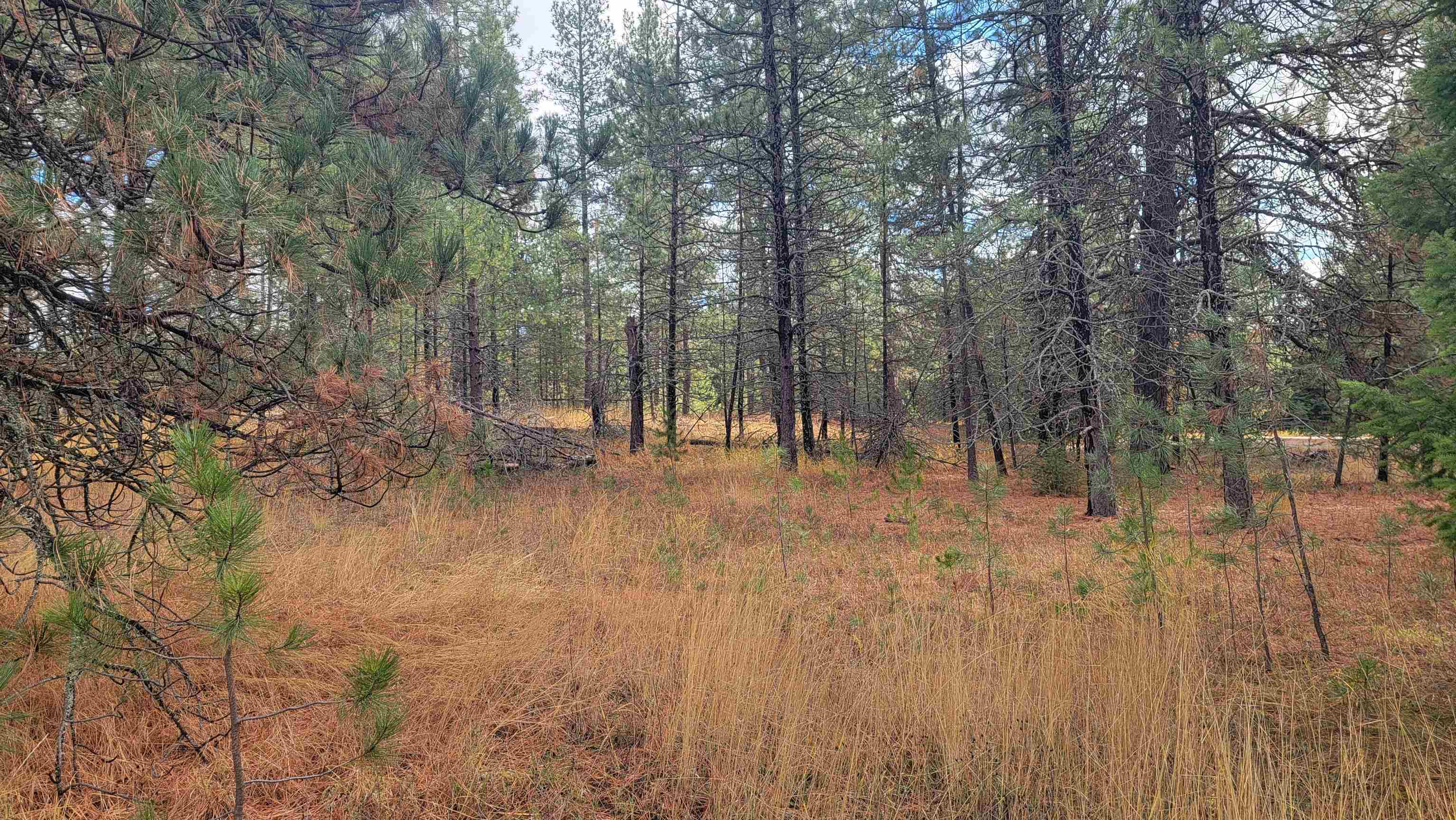 652 Jorgens Road Newport, WA 99156 - Photo 8 of 26