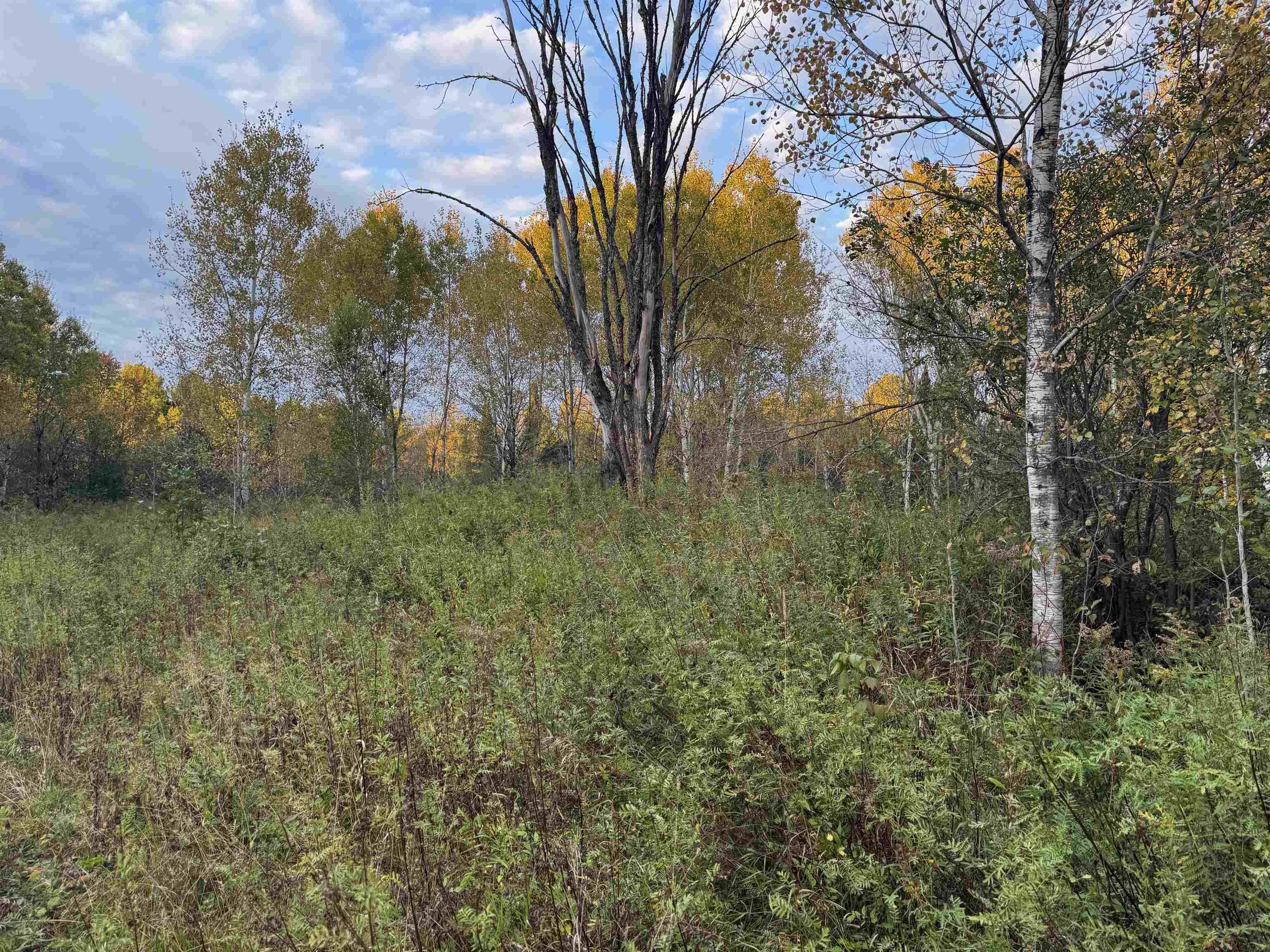 7469 East County Rd B South Range, WI 54874 - Photo 5 of 24 View of tree filled area