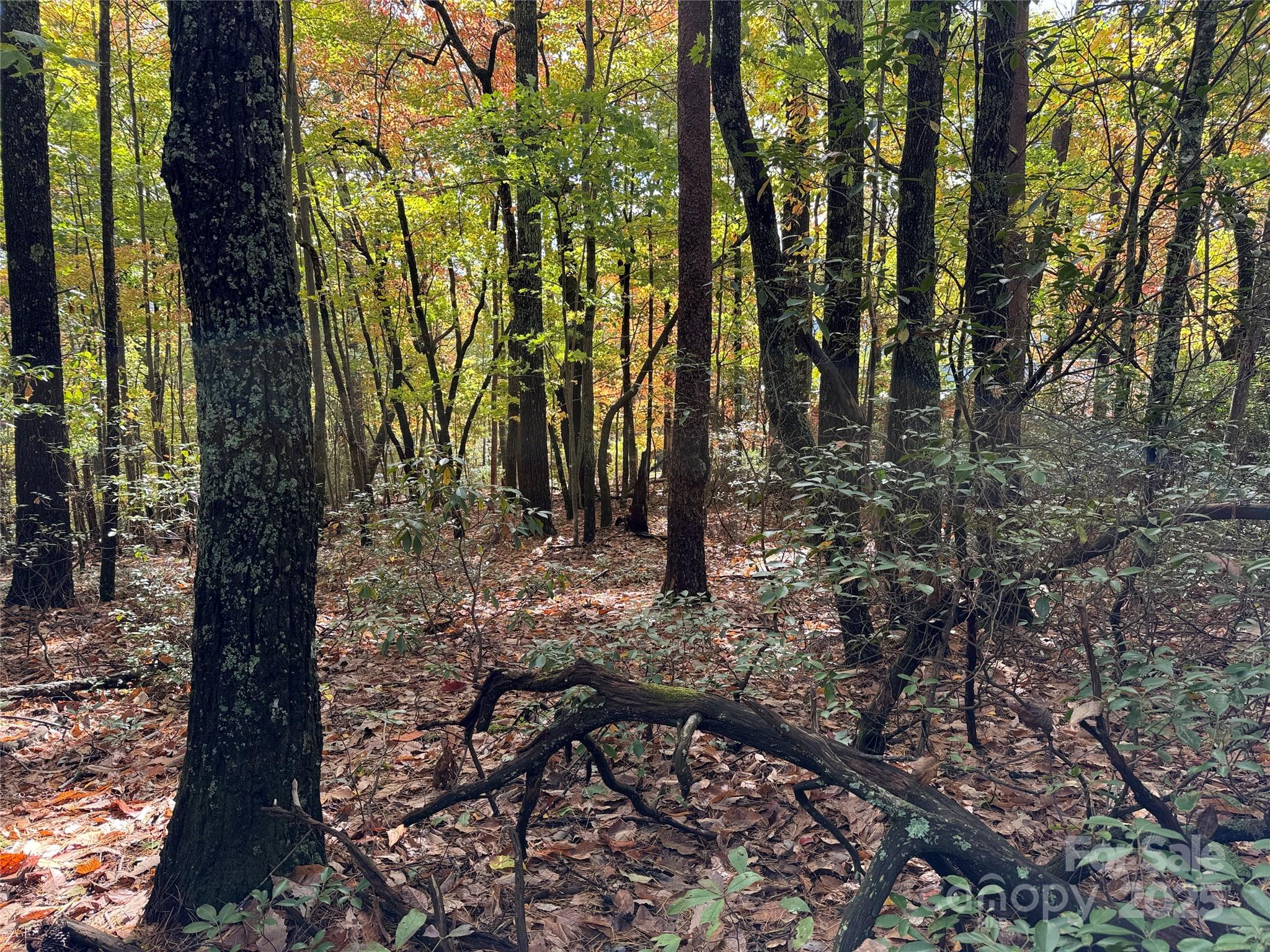 Tbd Wolf Pen Road, Unit 18 Purlear, NC 28665 - Photo 2 of 33 a view of yard