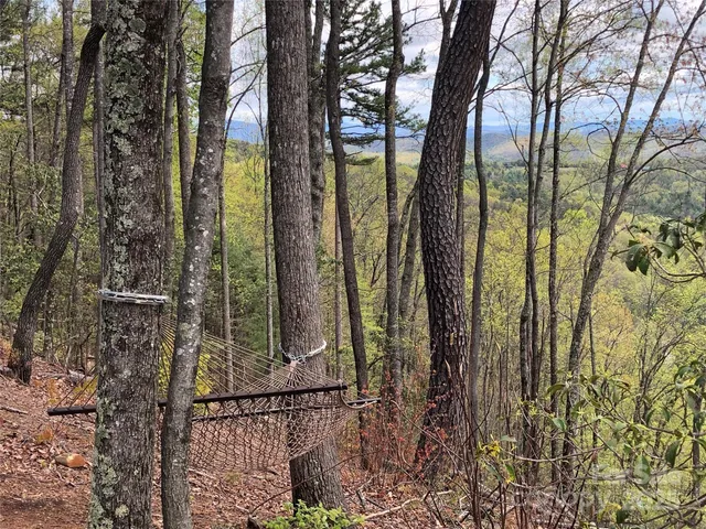 a view of a forest from a tree