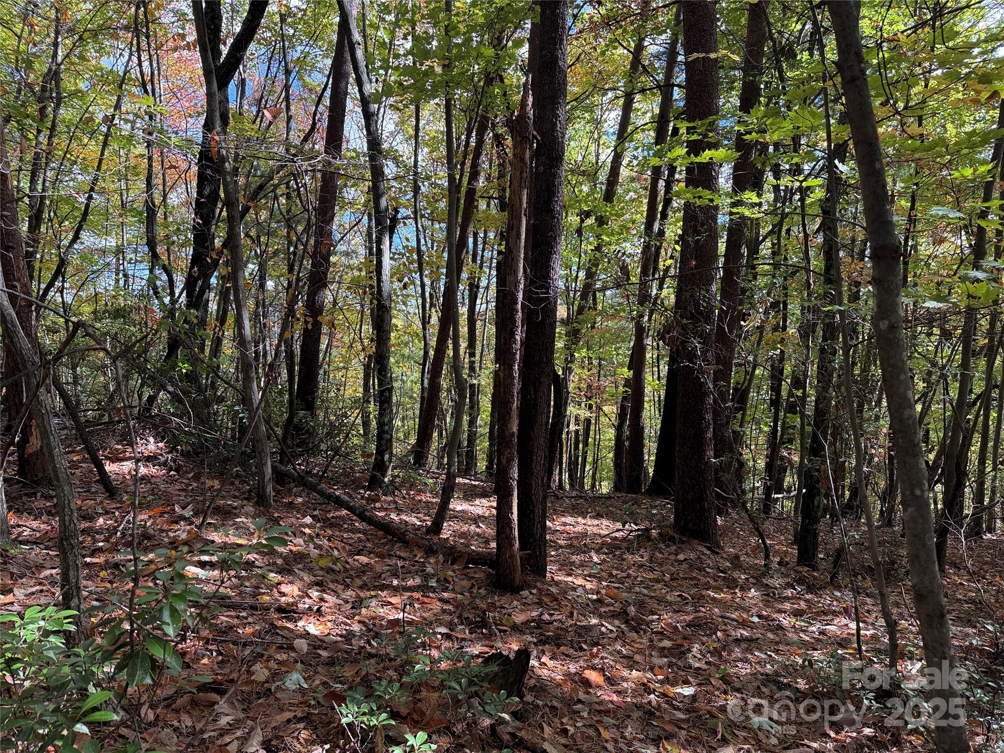 Tbd Wolf Pen Road, Unit 18 Purlear, NC 28665 - Photo 6 of 33 a view of outdoor space with lots of trees