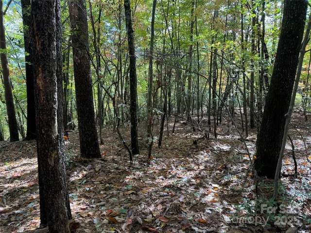a view of a forest with trees