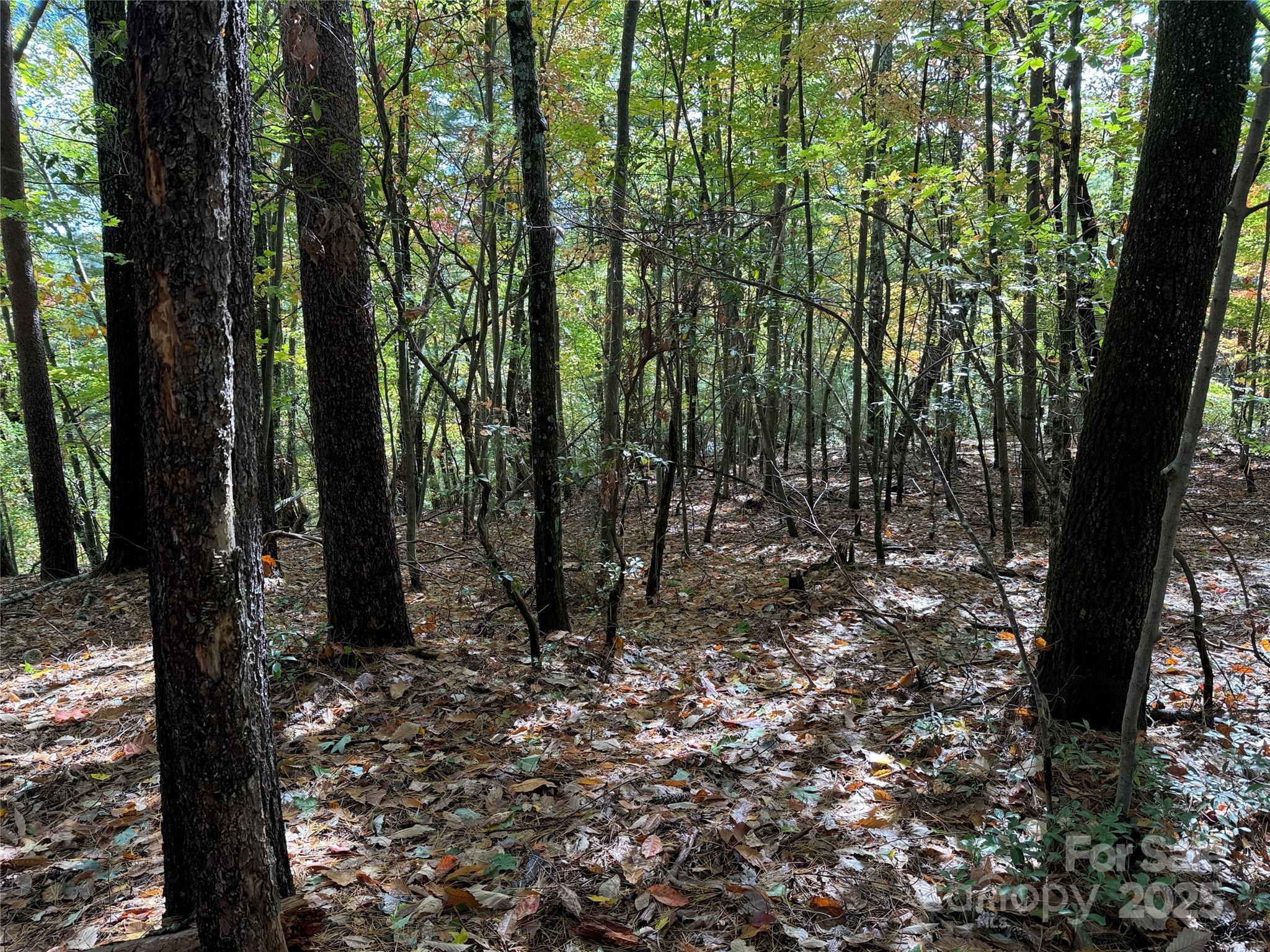 Tbd Wolf Pen Road, Unit 18 Purlear, NC 28665 - Photo 7 of 33 a view of a forest with trees