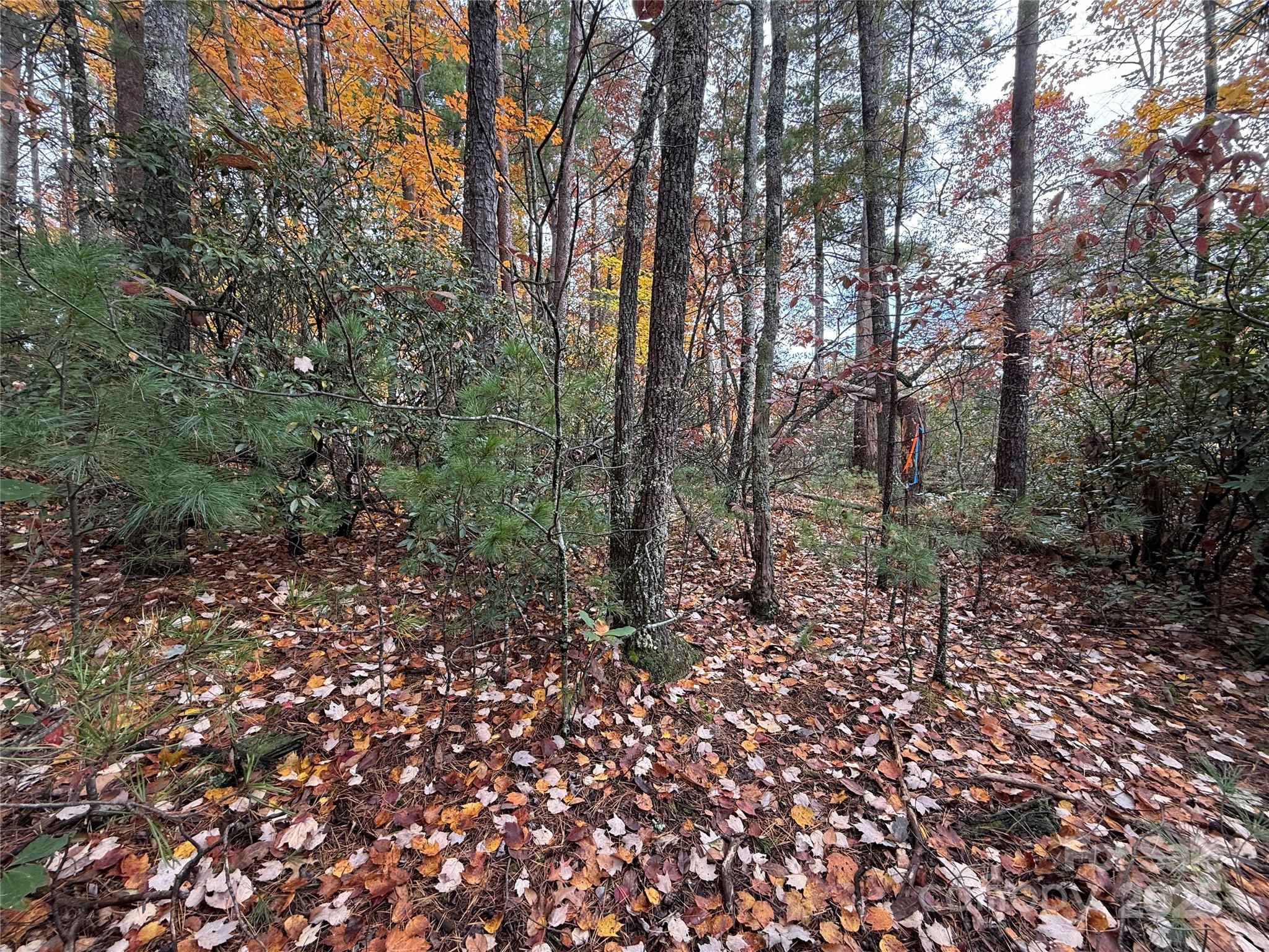 Tbd Wolf Pen Road, Unit 18 Purlear, NC 28665 - Photo 9 of 33 a big yard with lots of green space