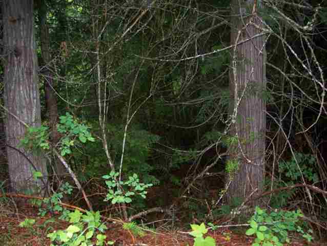 3381 North Caffel Road Chewelah, WA 99109 - Photo 5 of 8 Gallery Image 5