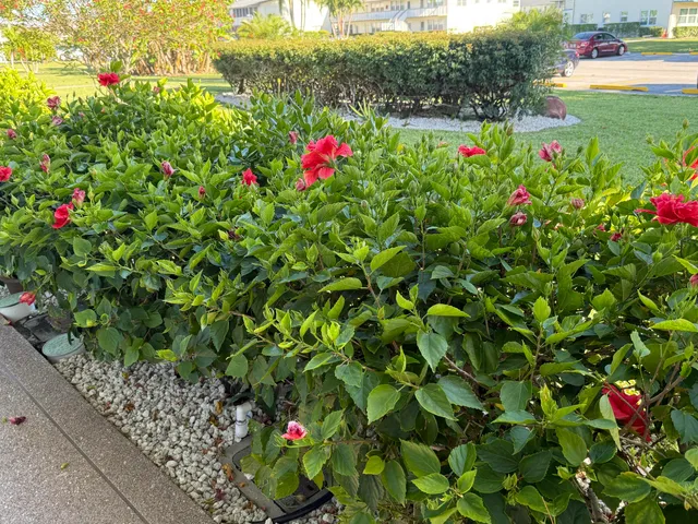 a small yard with flowers and wooden fence
