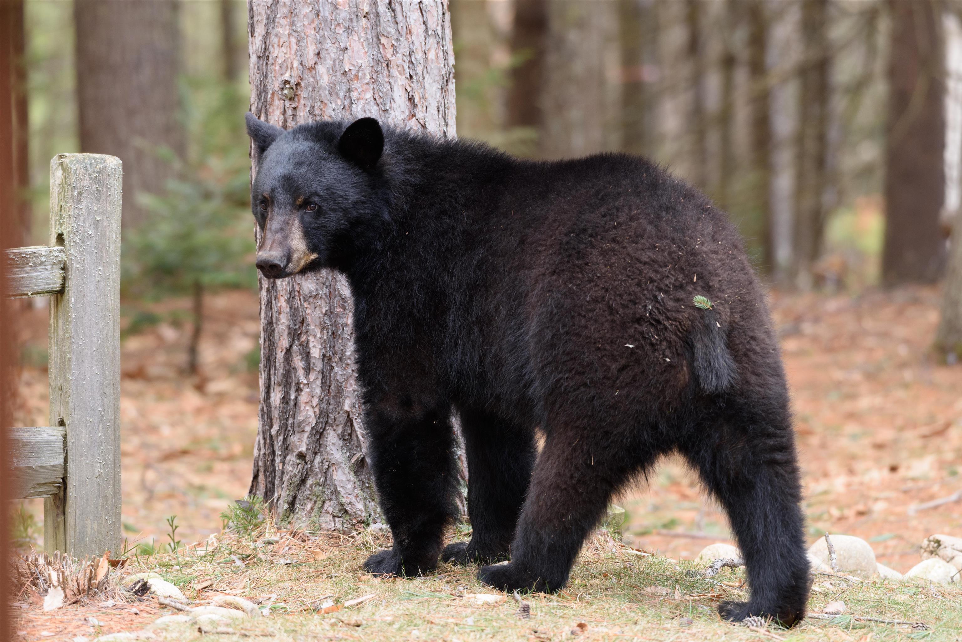 2832 New Hampshire Rte 175 Thornton, NH 03285 - Photo 57 of 60