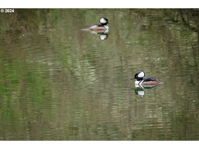 $1,290,000 | 110 Northeast Thousand Oak Drive, Corvallis, OR 97330