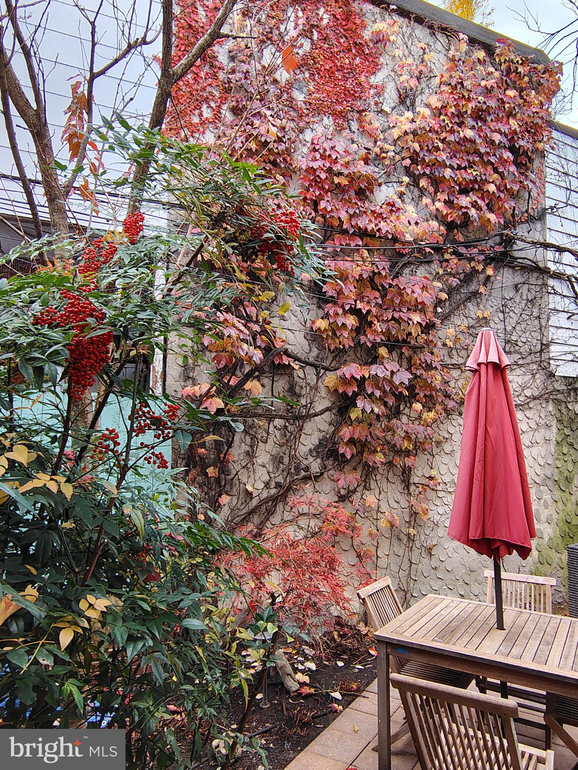 4 Rainey Court Philadelphia, PA 19103 - Photo 20 of 35 Vibrant ivy adorns a serene garden wall.