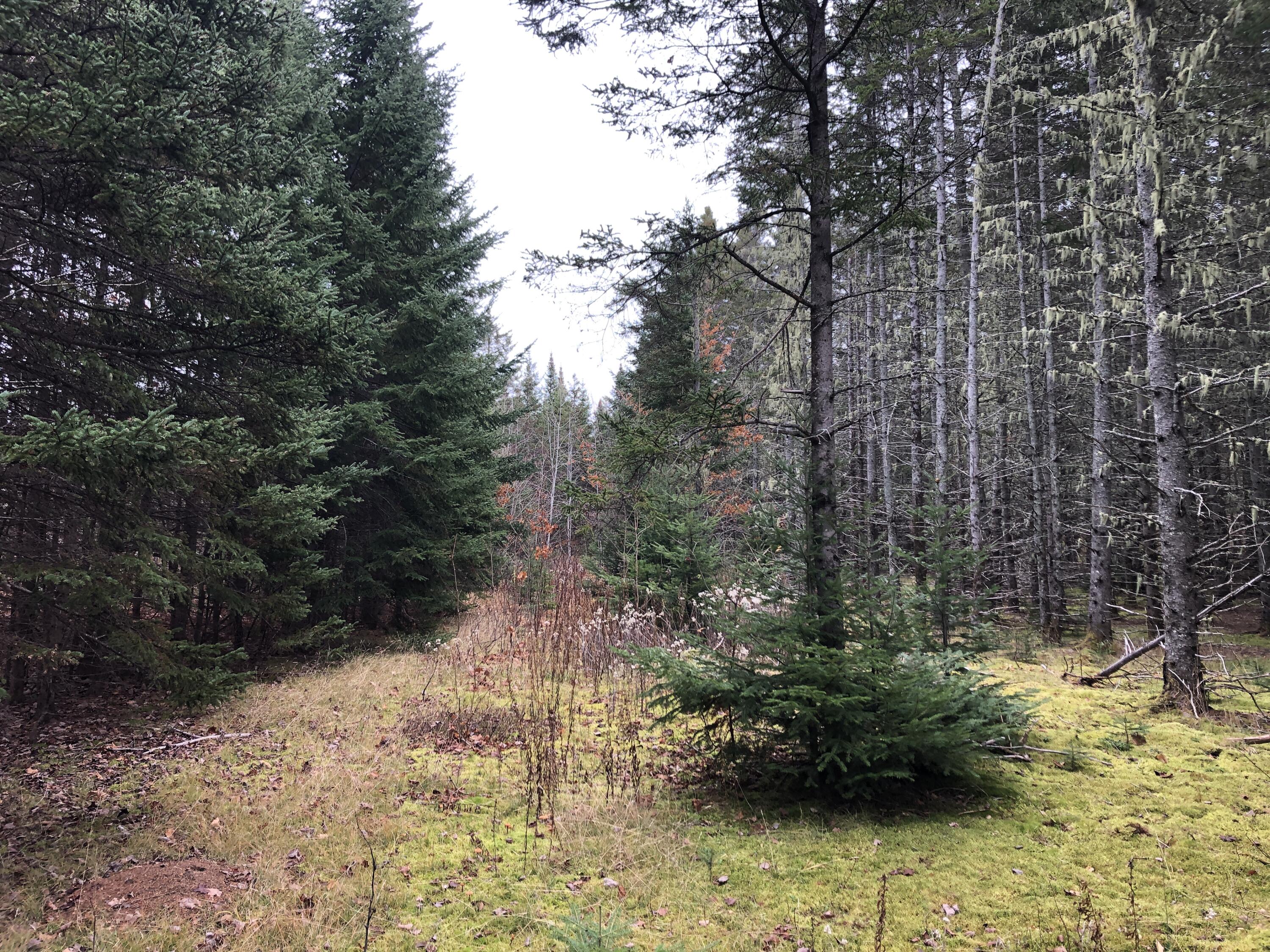 23 Rista Road New Sweden, ME 04762 - Photo 5 of 27 23 Rista Rd New Sweden Nov 2021 (25)