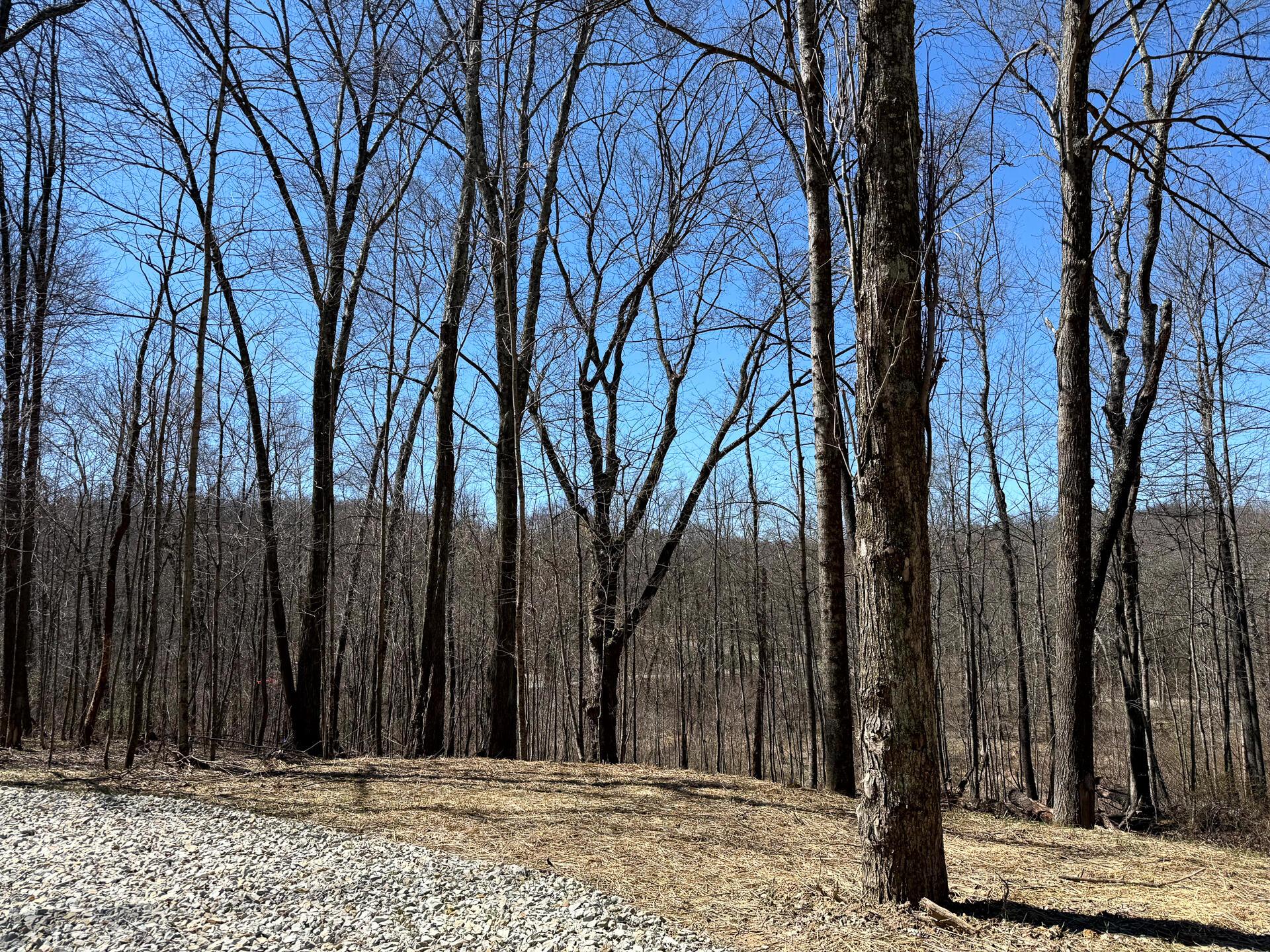 0 Dutch Ridge Road Southeast, Unit WOODS TURKEY RUN TRACT 5) New Lexington, OH 43764 - Photo 9 of 58 CT-9