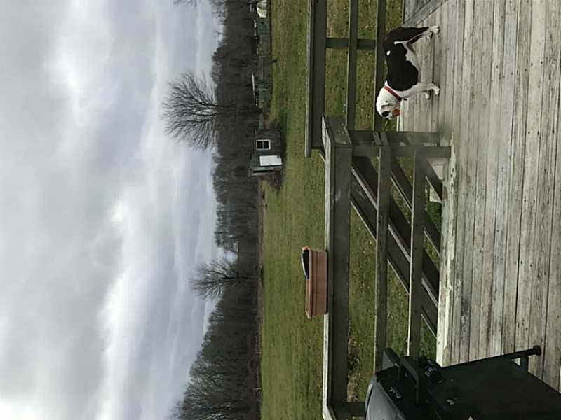 380 Town Farm Road Burrillville, RI 02859 - Photo 12 of 12 Yard/Garden. View from EIK off deck