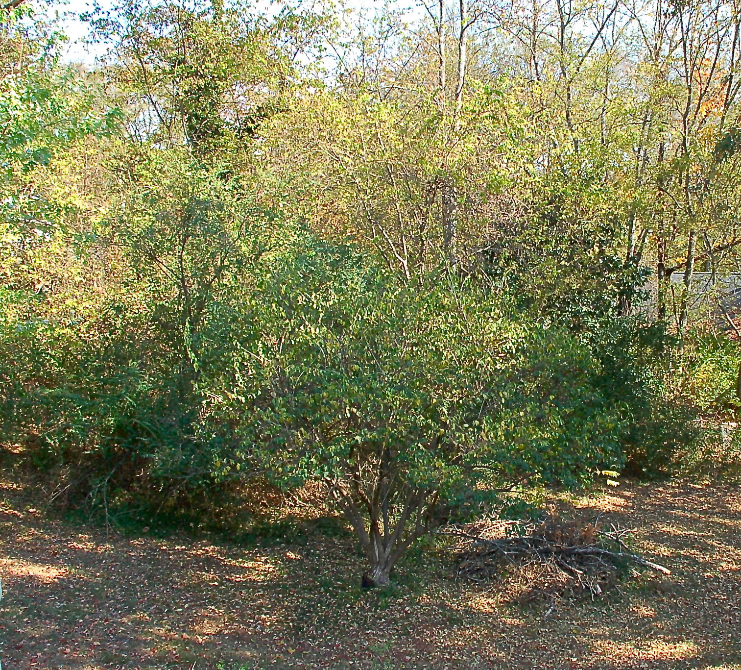 1616 Duncan Road Knoxville, TN 37919 - Photo 26 of 28 private yard