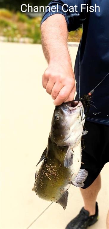 6205 Chiles Road Blue Springs, MO 64014 - Photo 5 of 27