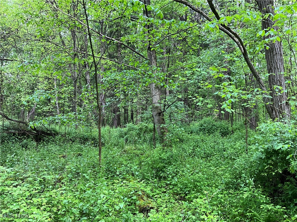 Montgomery Road Orwell, OH 44076 - Photo 18 of 19 View of wooded area