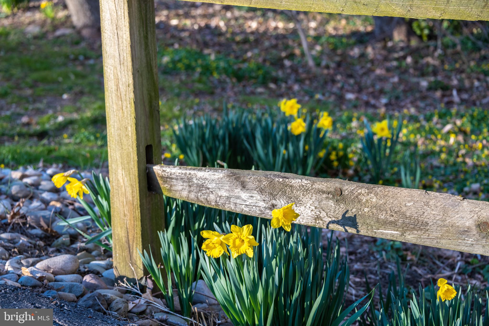 540 Ashland Ridge Road Hockessin, DE 19707 - Photo 29 of 30 Daffodils