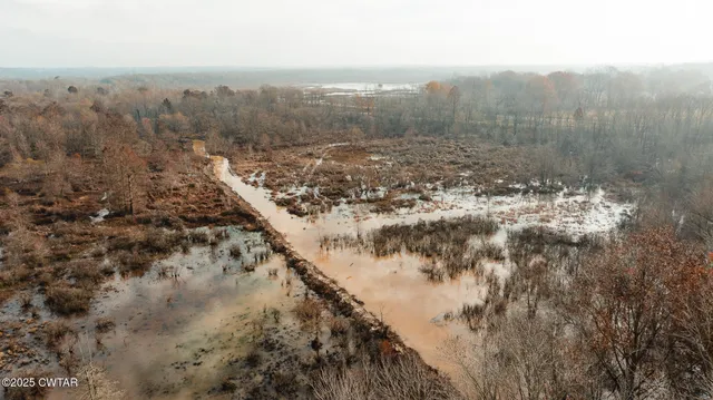 a view of a forest that has a fountain
