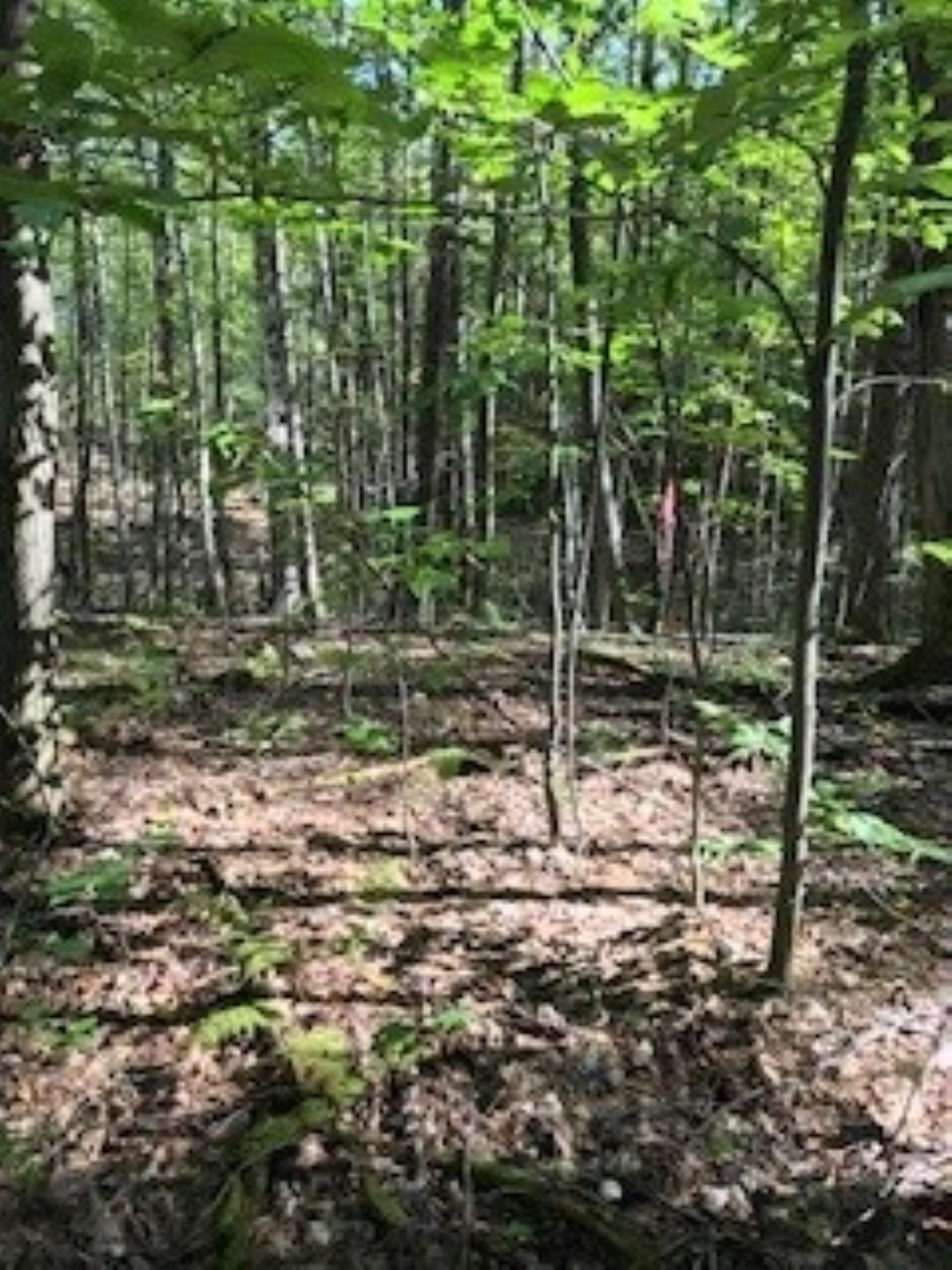 Huff Pond Road Sudbury, VT 05733 - Photo 24 of 39